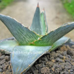 Agave " Pumila "