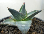 Agave " Pumila " - Image 2