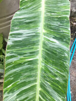 Musa Banana Acuminata Colla Marble Variegated - Image 5