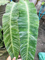 Musa Banana Acuminata Colla Marble Variegated - Image 3