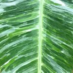 Musa Banana Acuminata Colla Marble Variegated