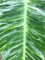 Musa Banana Acuminata Colla Marble Variegated