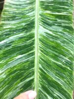 Musa Banana Acuminata Colla Marble Variegated - Image 6