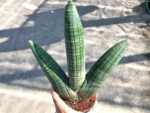 Sansevieria Obake - Image 2