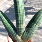 Sansevieria Obake