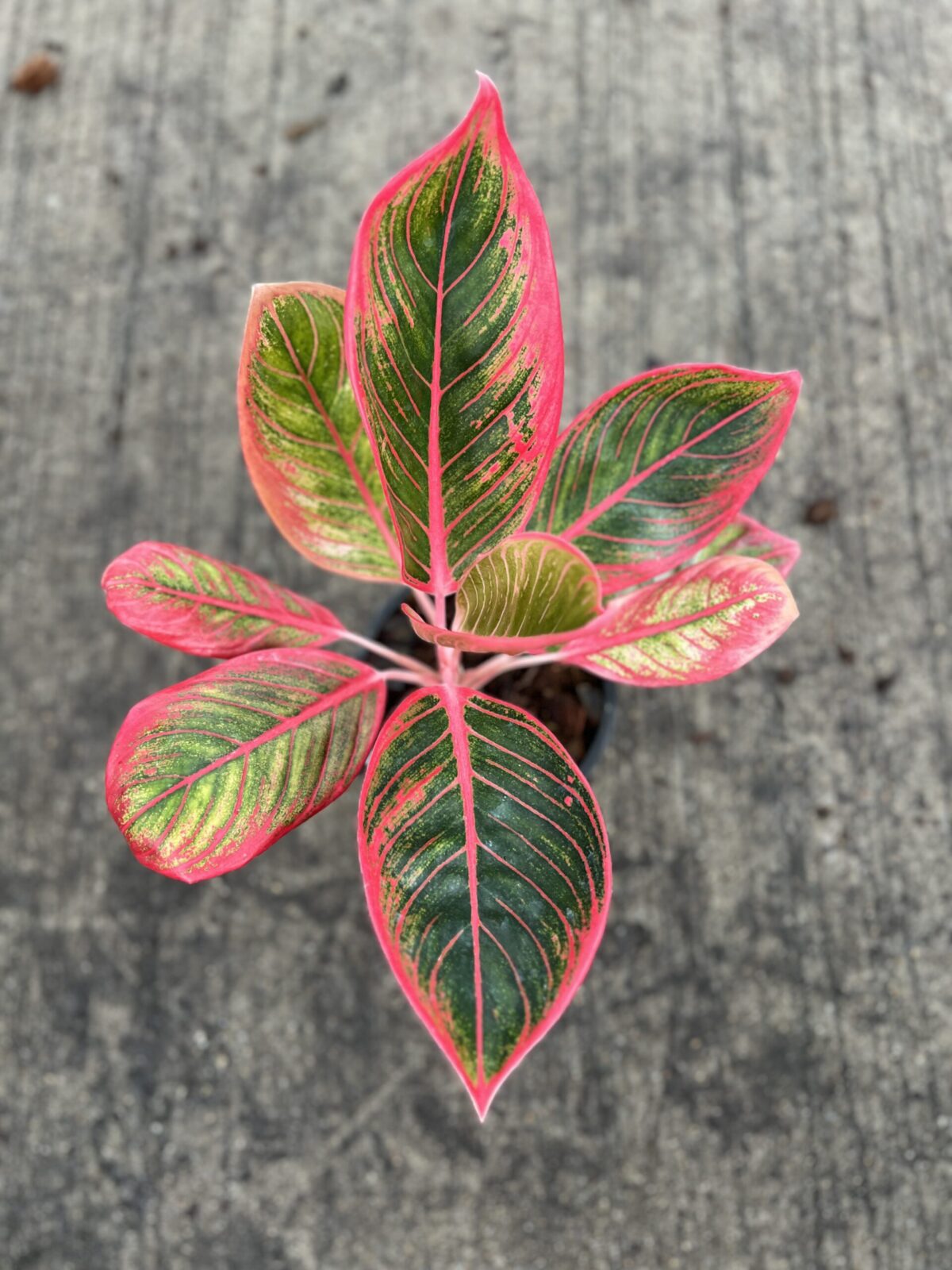 10 Plants Aglaonema Kenza or Lipstick - Image 2