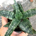 Sansevieria Lucky
