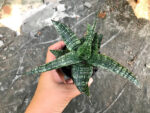 Sansevieria Lucky - Image 5
