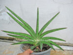 Sansevieria Koko - Image 2
