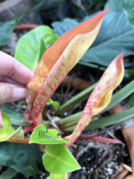 Philodendron Moonlight Red Galaxy Variegated Super RARE - Image 3