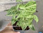 Syngonium podophyllum Batik - Image 2