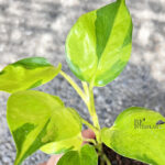 Epipremnum Aureum Neon Variegated