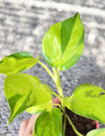 Epipremnum Aureum Neon Variegated