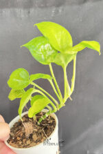 Epipremnum Aureum Neon Variegated - Image 3
