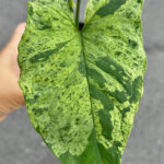 Syngonium Hybrid Majito