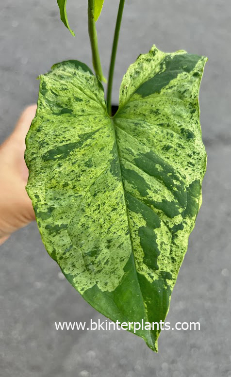 img_5445_1.jpg Syngonium Hybrid Majito - Image 1