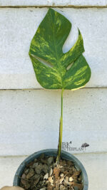 Monstera Aurea Variegated 1 Leaf - Image 2