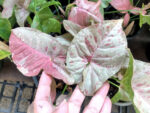 Syngonium podophyllum Schott (Pink Dot Var.)