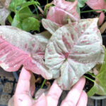 Syngonium podophyllum Schott (Pink Dot Var.)