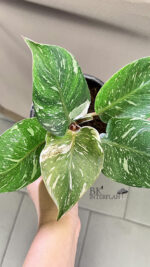 Philodendron White Knight Marble Variegated Size S