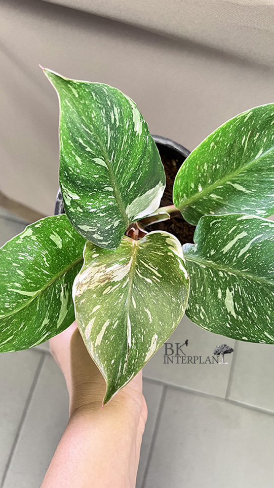 img_5521.jpg Philodendron White Knight Marble Variegated Size S - Image 1
