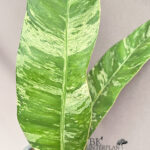 Epipremnum Giganteum Tricolor Variegated