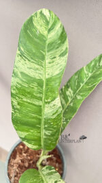 Epipremnum Giganteum Tricolor Variegated