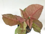 Syngonium podophyllum Schott Pink Neon - Image 4