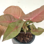 Syngonium podophyllum Schott Pink Neon