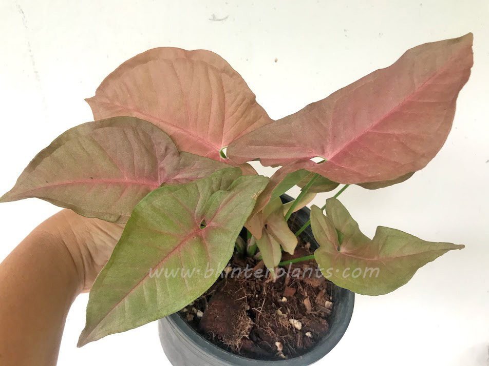img_5617.jpg Syngonium podophyllum Schott Pink Neon - Image 1