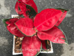 Aglaonema Suk som jai pong - Image 3