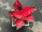 Aglaonema Suk som jai pong