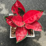 Aglaonema Suk som jai pong
