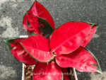 Aglaonema Suk som jai pong - Image 2