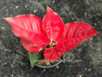 Aglaonema Suk som jai pong - Image 4