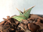 Sansevieria Pinguicula Variegated - Image 5