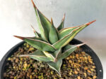Sansevieria Pinguicula Variegated - Image 2