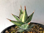 Sansevieria Pinguicula Variegated - Image 3