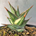 Sansevieria Pinguicula Variegated