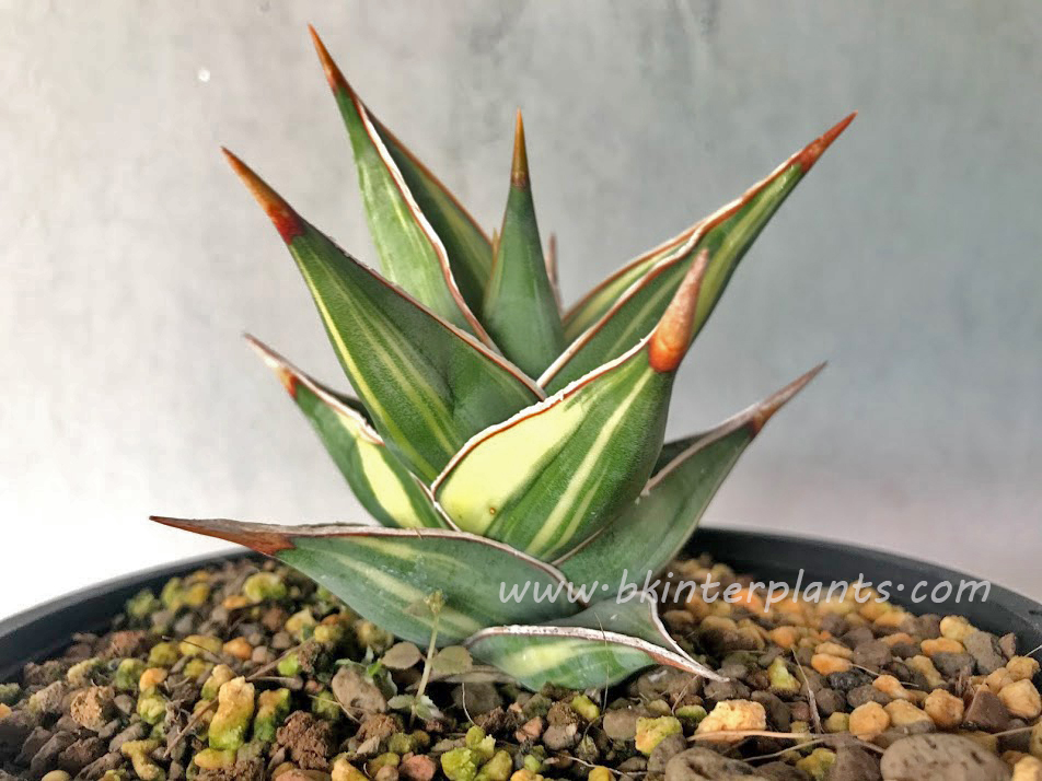 img_5760.jpg Sansevieria Pinguicula Variegated - Image 1