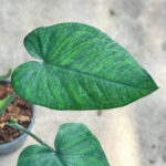 Syngonium Hybrid Chiapense