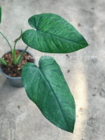 Syngonium Hybrid Chiapense - Image 2