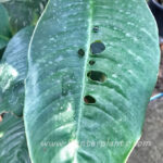 RHAPHIDOPHORA FORAMINIFERA