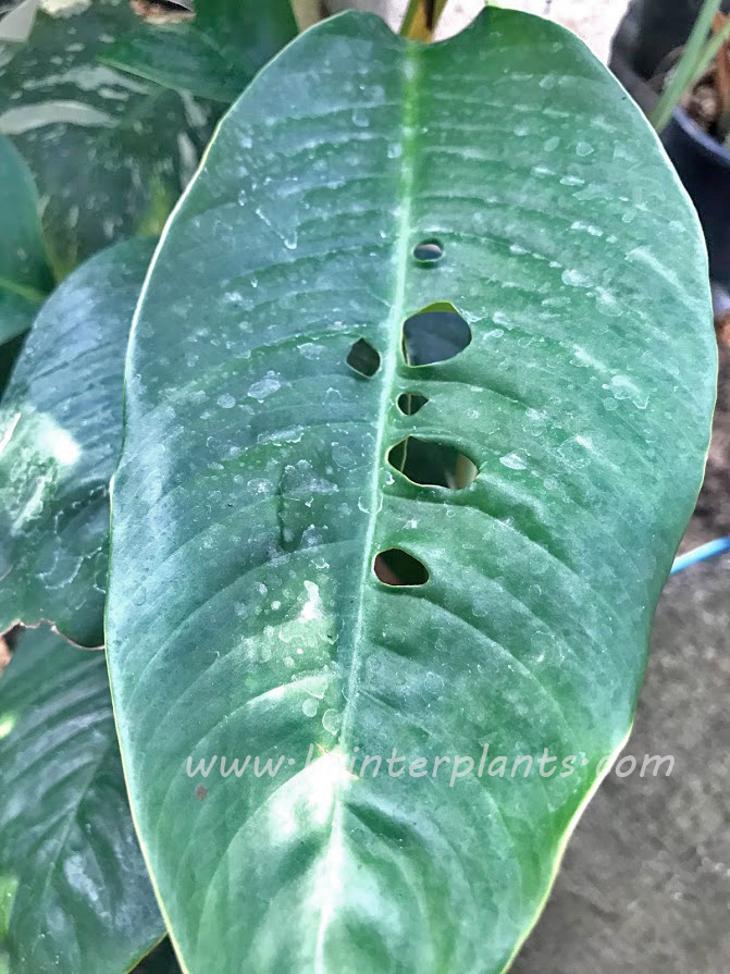 img_5822.jpg RHAPHIDOPHORA FORAMINIFERA - Image 1