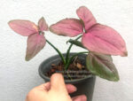 Syngonium podophyllum Schott (Pink Leaf) - Image 7