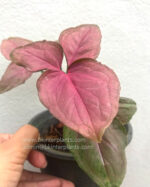 Syngonium podophyllum Schott (Pink Leaf) - Image 6