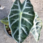 Alocasiz Sanderiana Bull