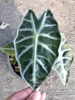 Alocasiz Sanderiana Bull