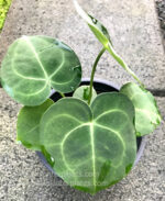 Anthurium clarinervium Matuda - Image 6