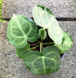 Anthurium clarinervium Matuda - Image 5